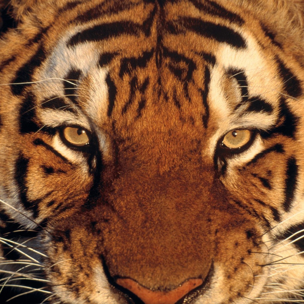Тигриная морда