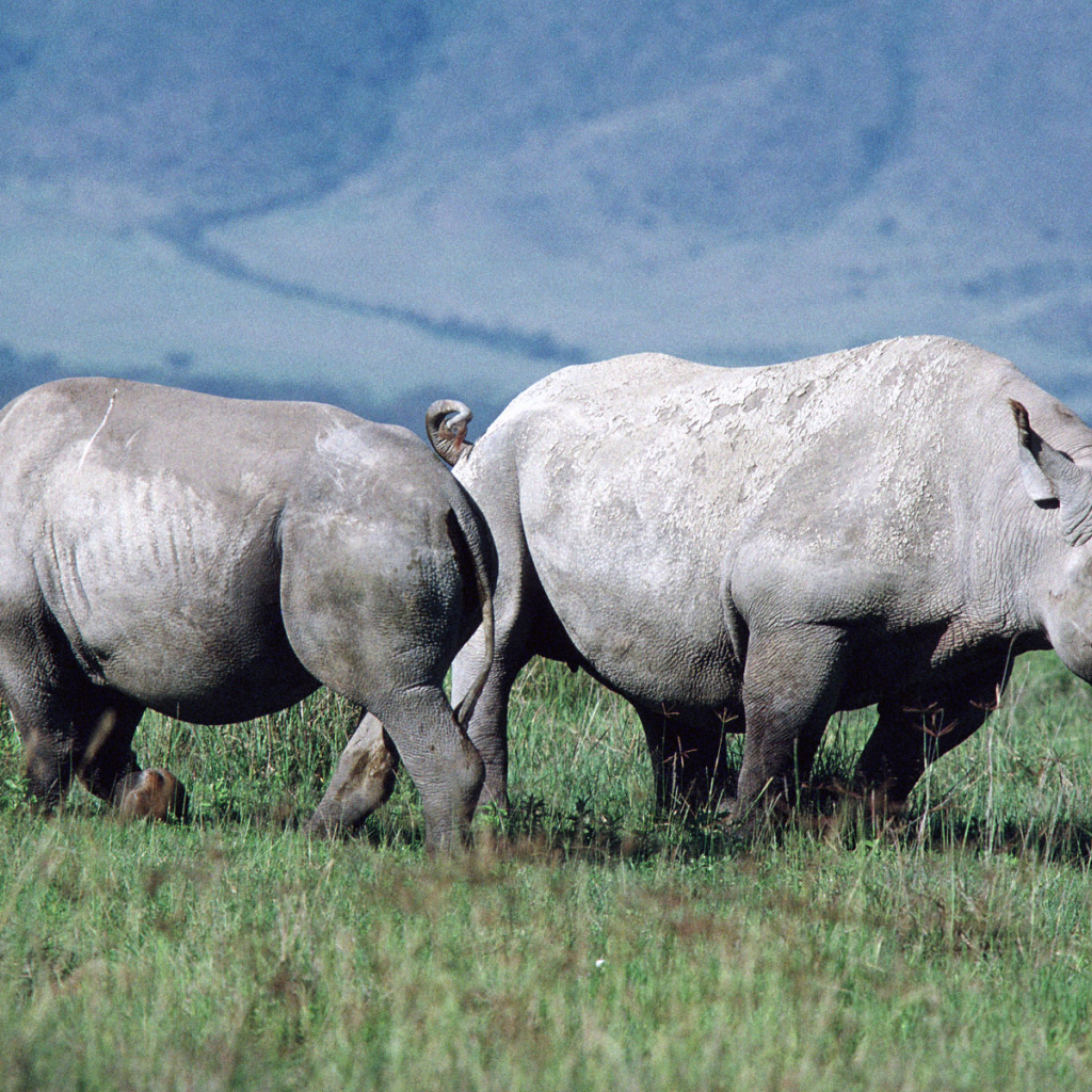 Парочка носорогов