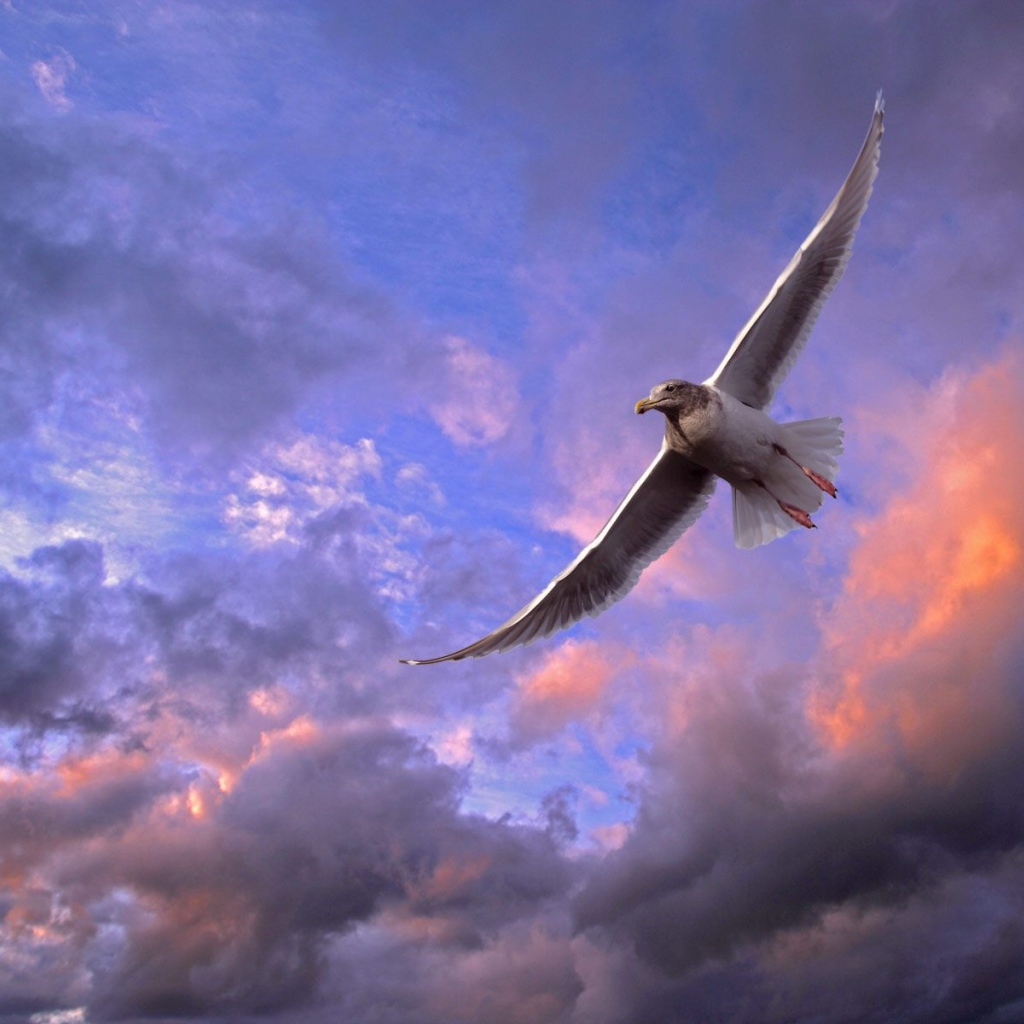 Птица в небе