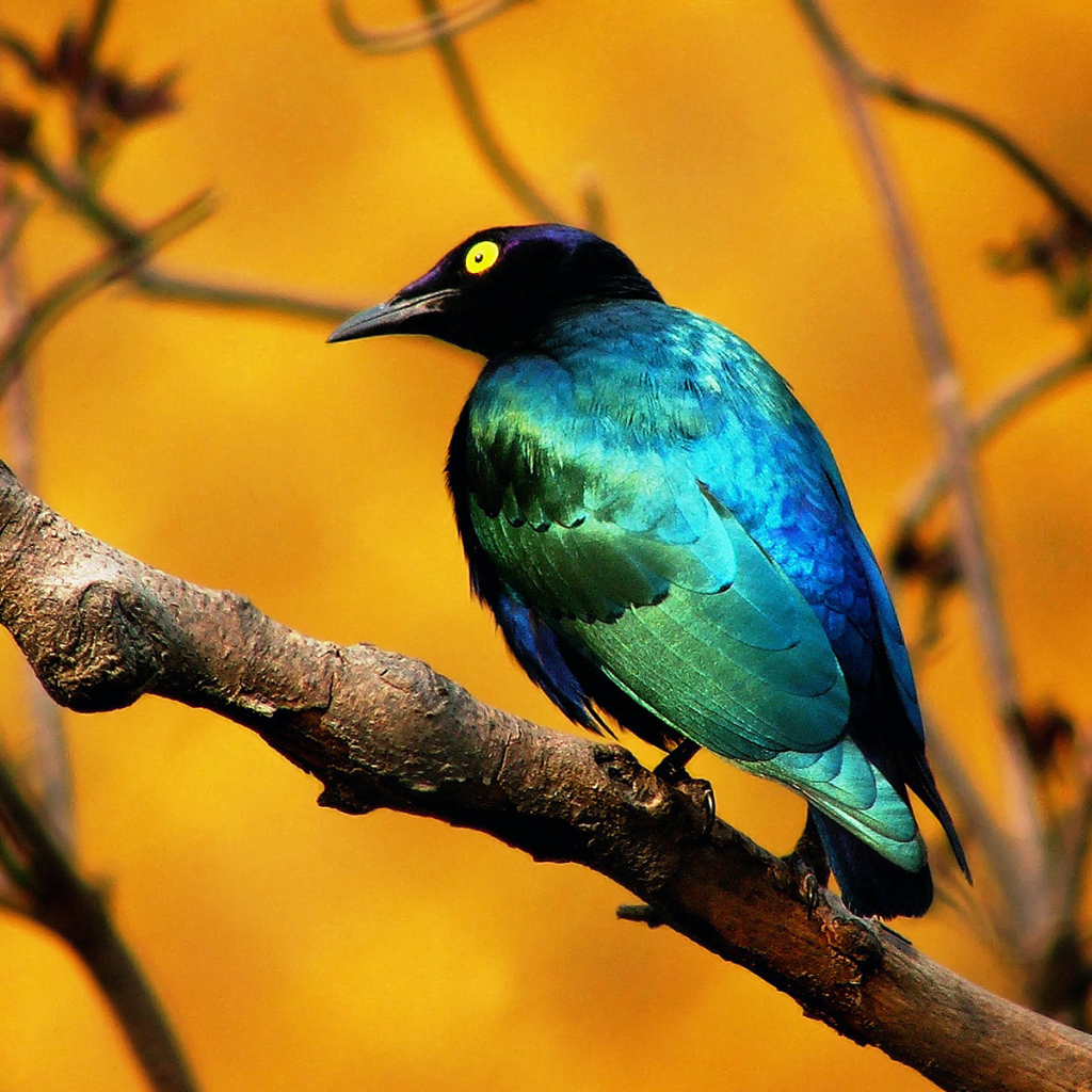 Голубая птица