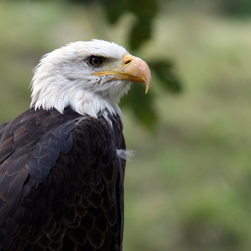 Орел птица гордая