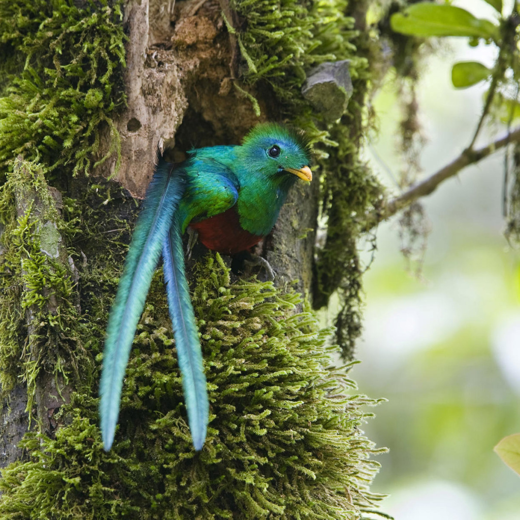 Чудо в перьях