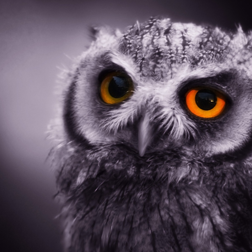 Ночная сова