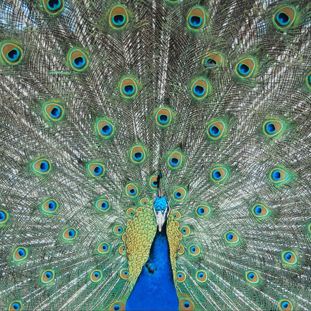 Перья павлина