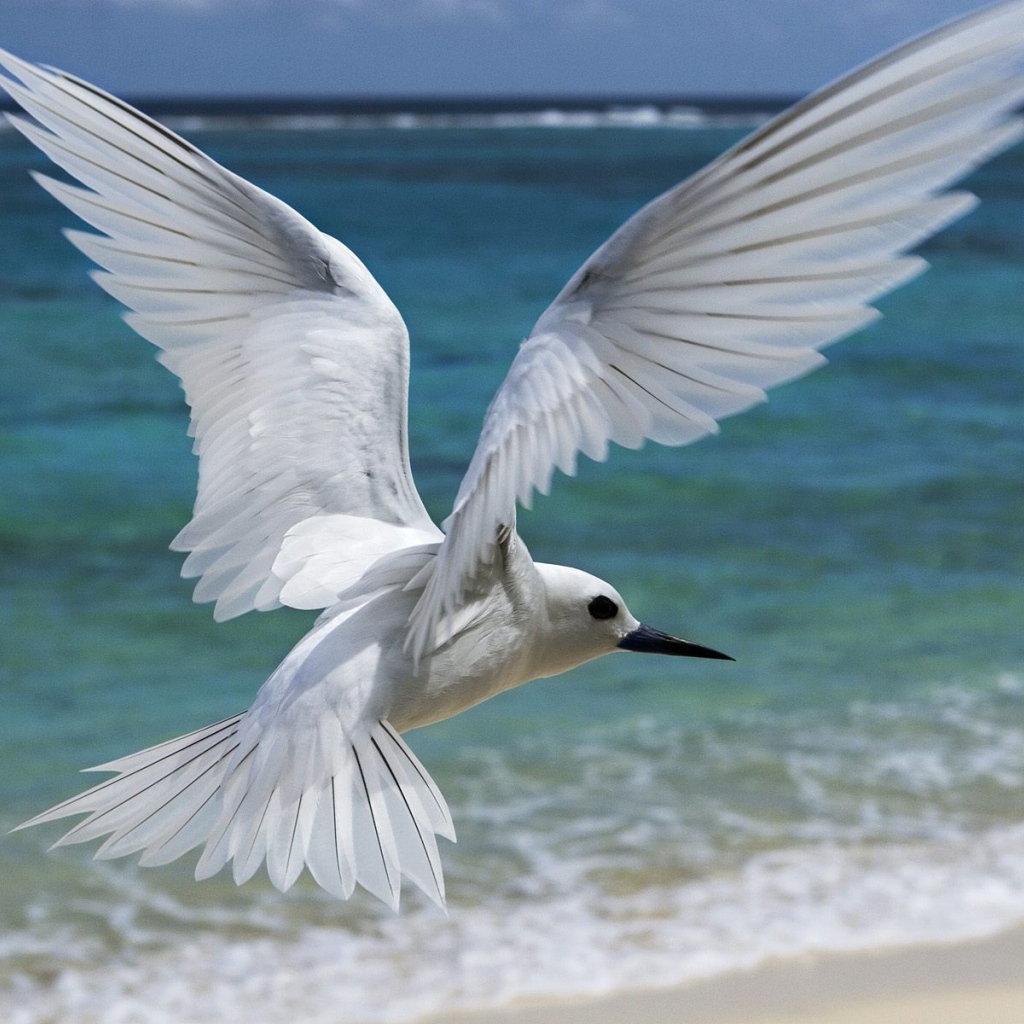 Белая птица