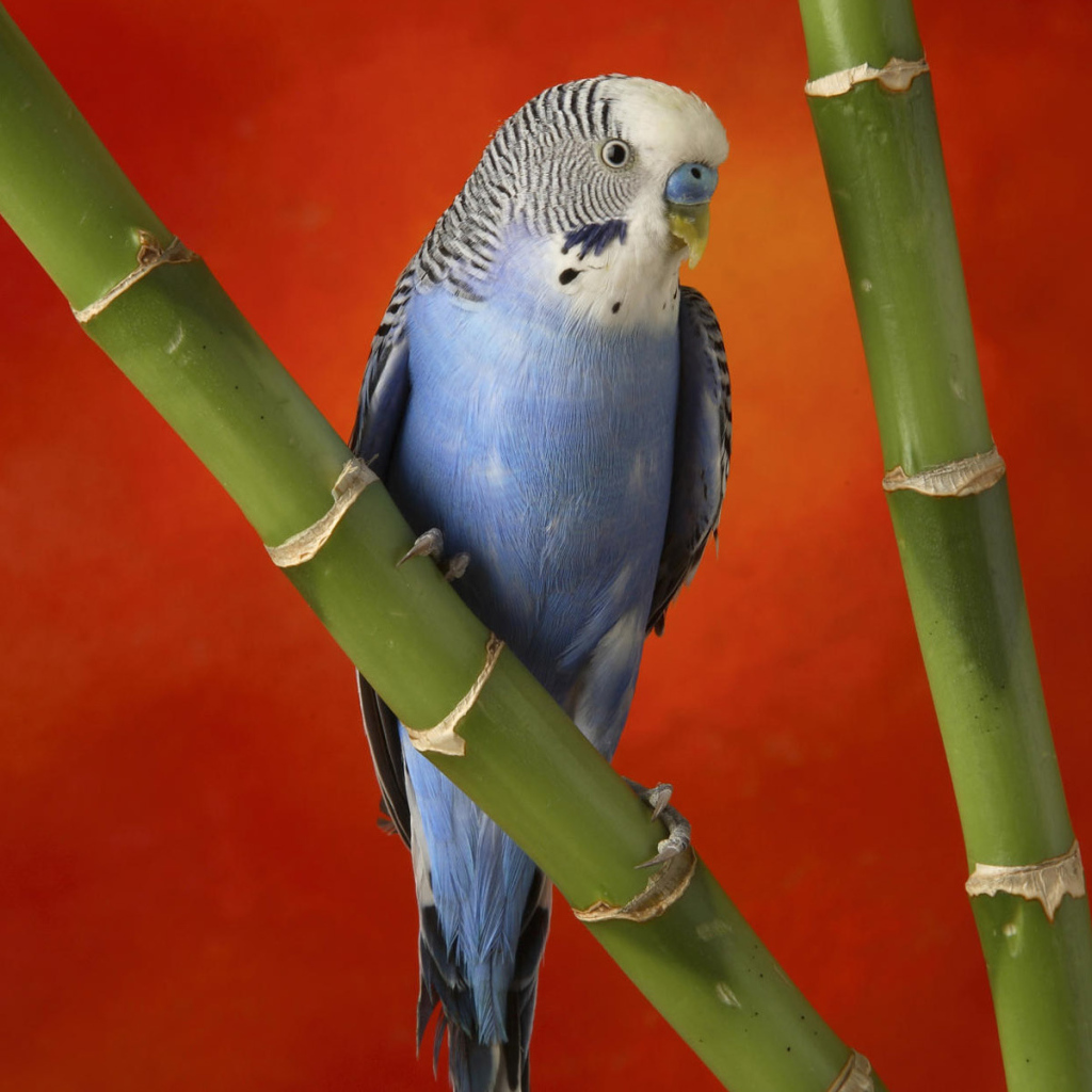 Красивый голубой попугай