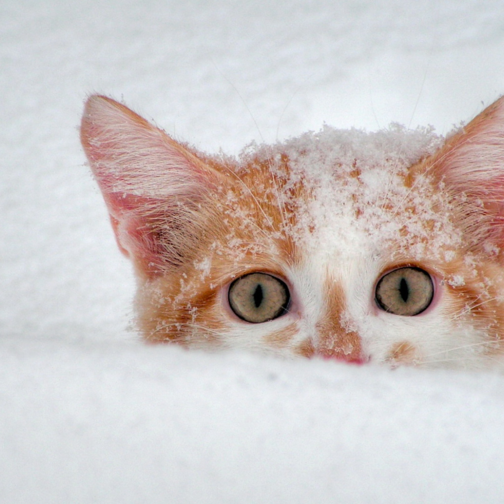 Усатый подснежник