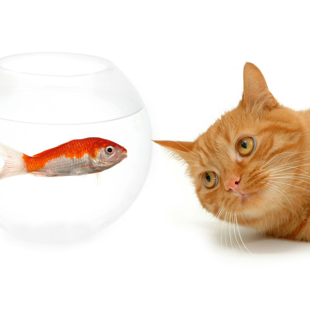 кот наблюдатель