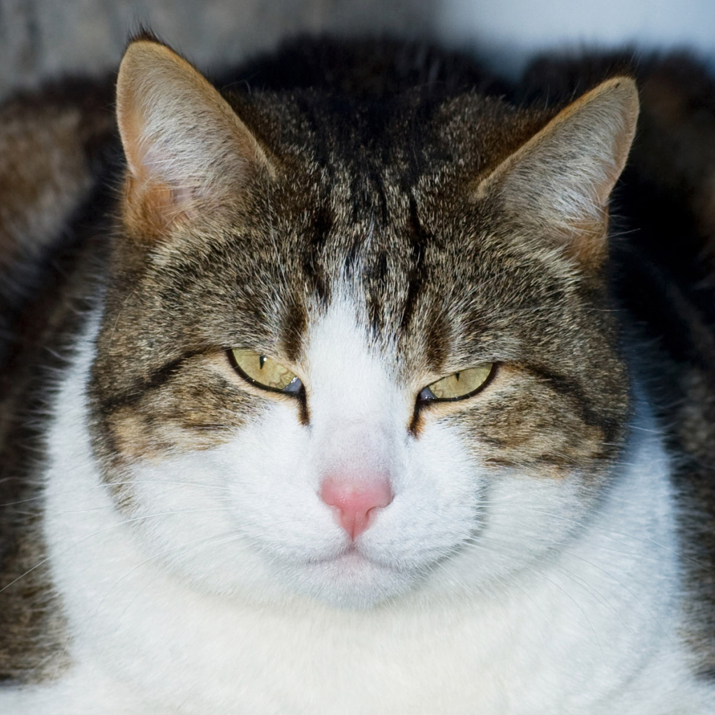 Кошачий гипноз