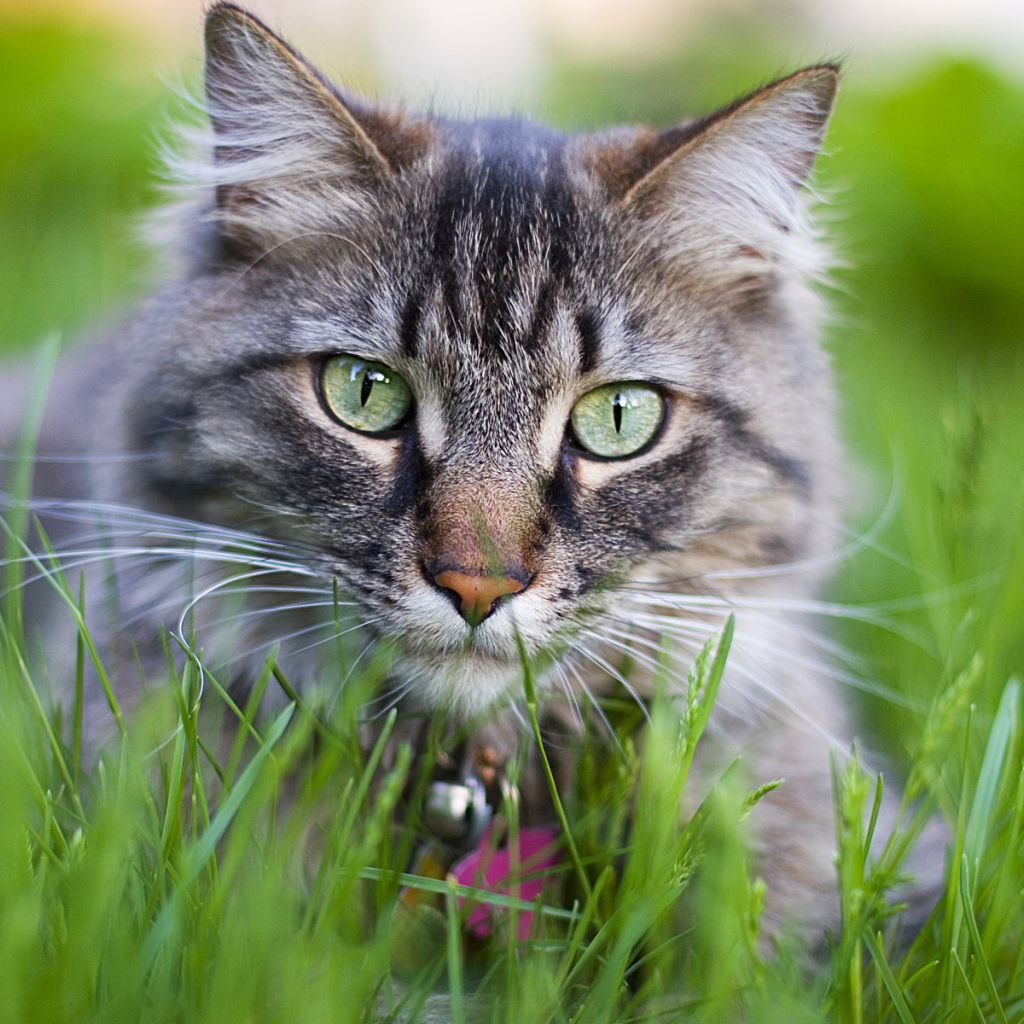 Кошачий тигр