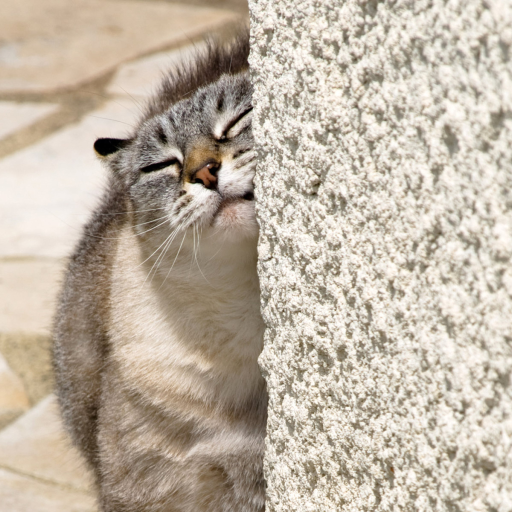 Нежный котик