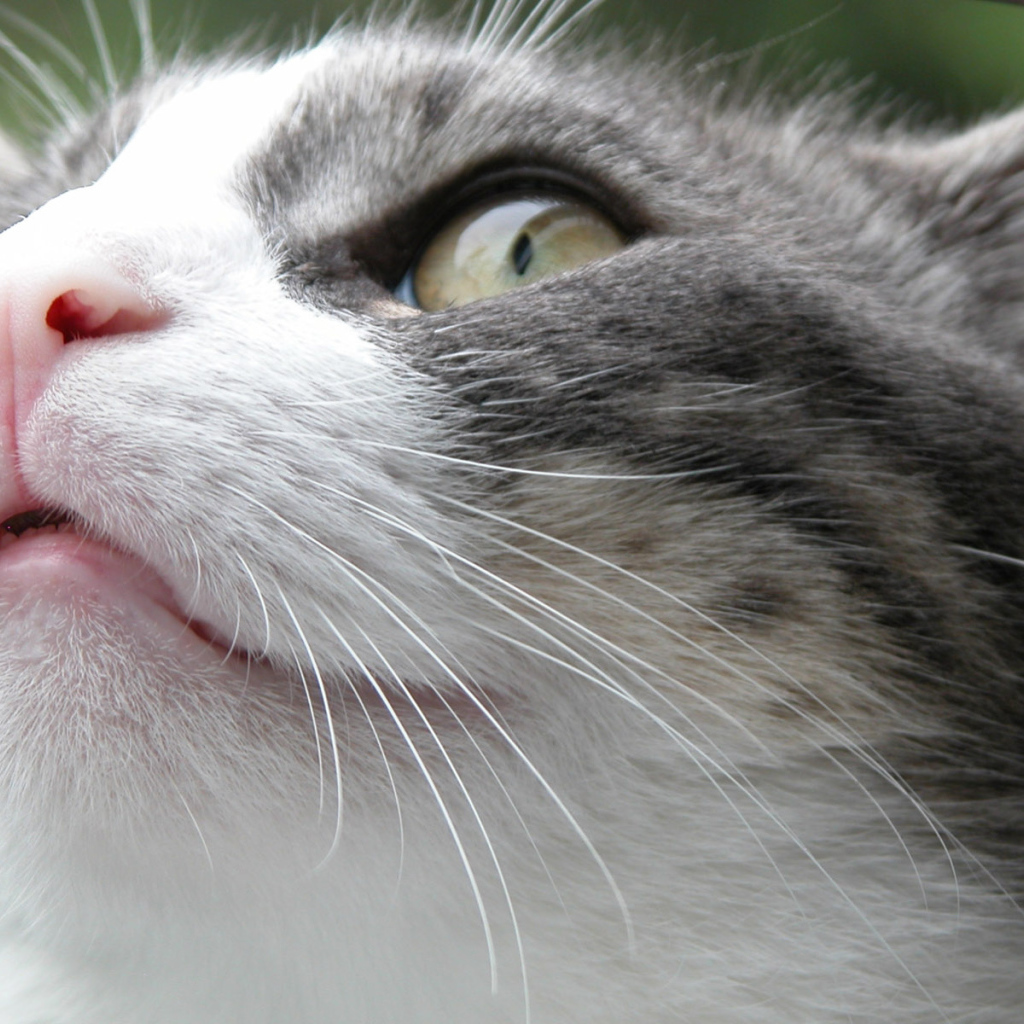 Злой Борис кот