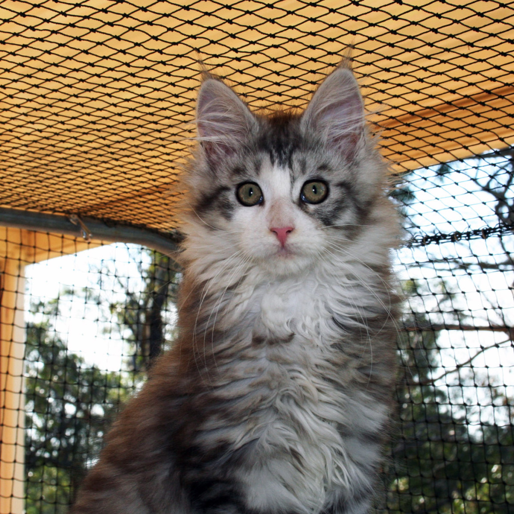 Удивленная морда