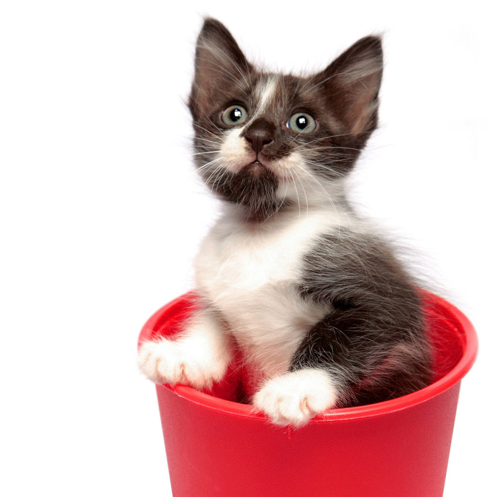Котенок в горшке