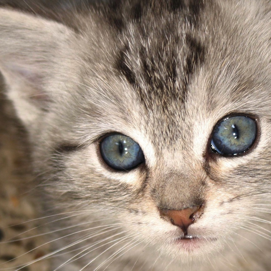 Котенок с голубыми глазами