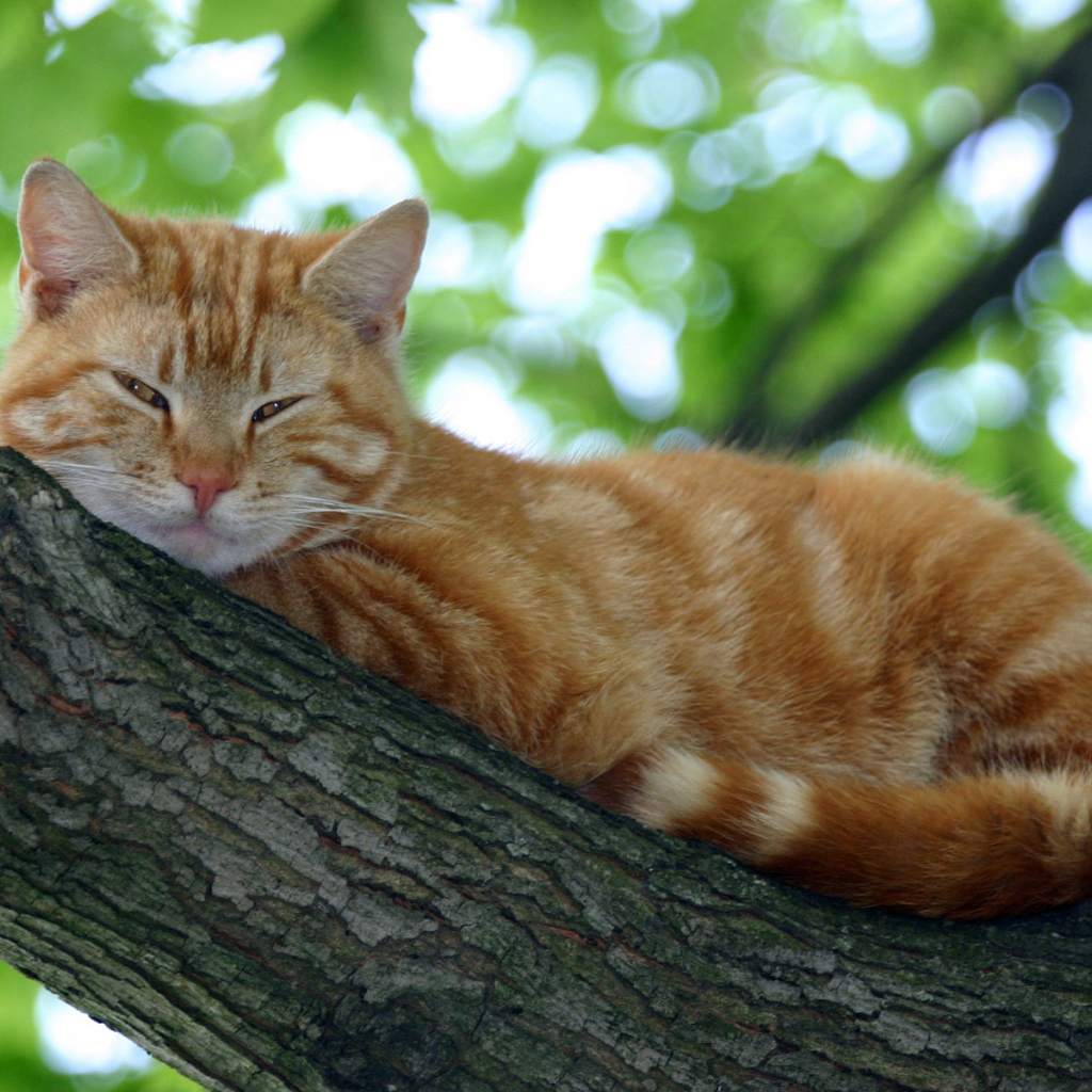 Мурка на дереве