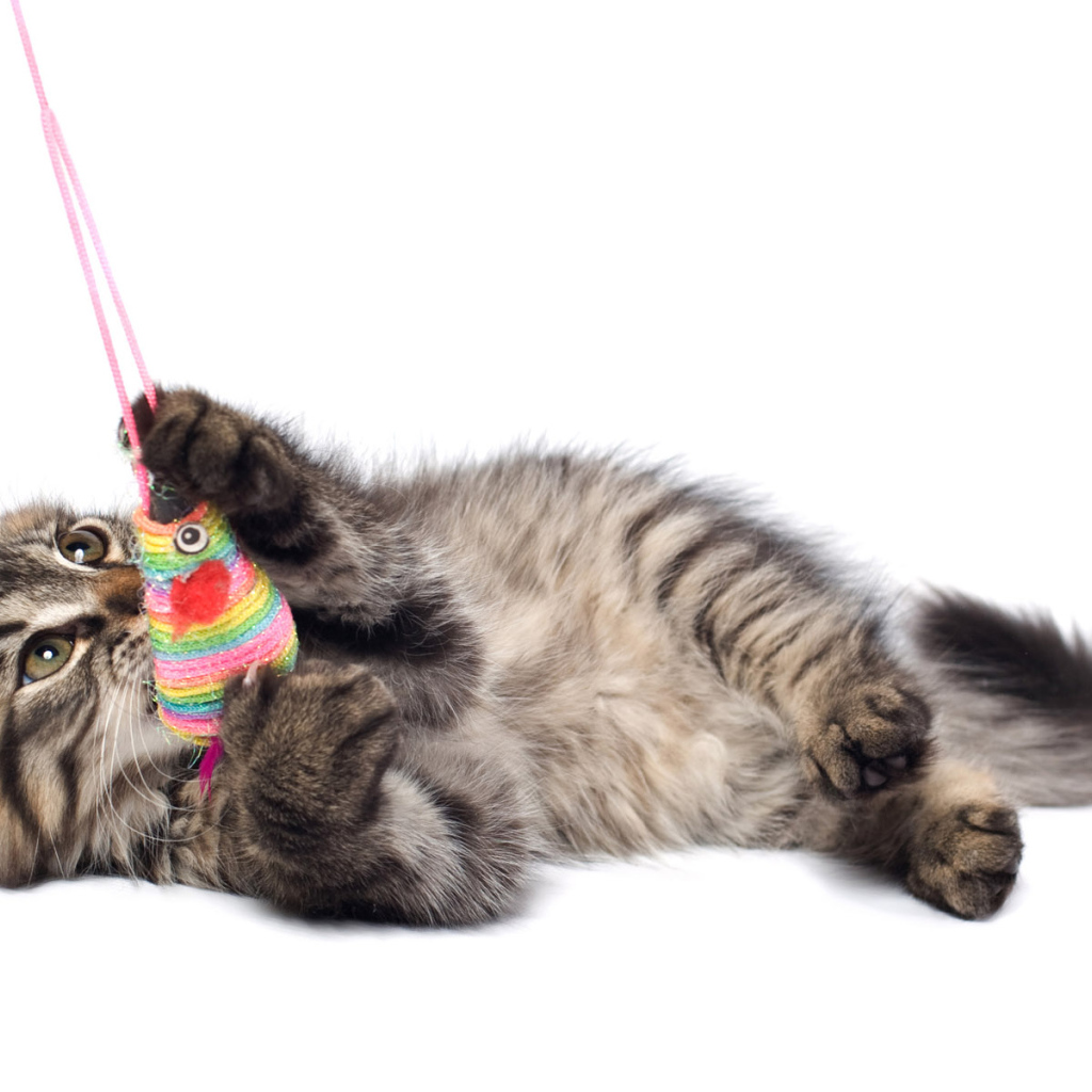 Игривый котенок