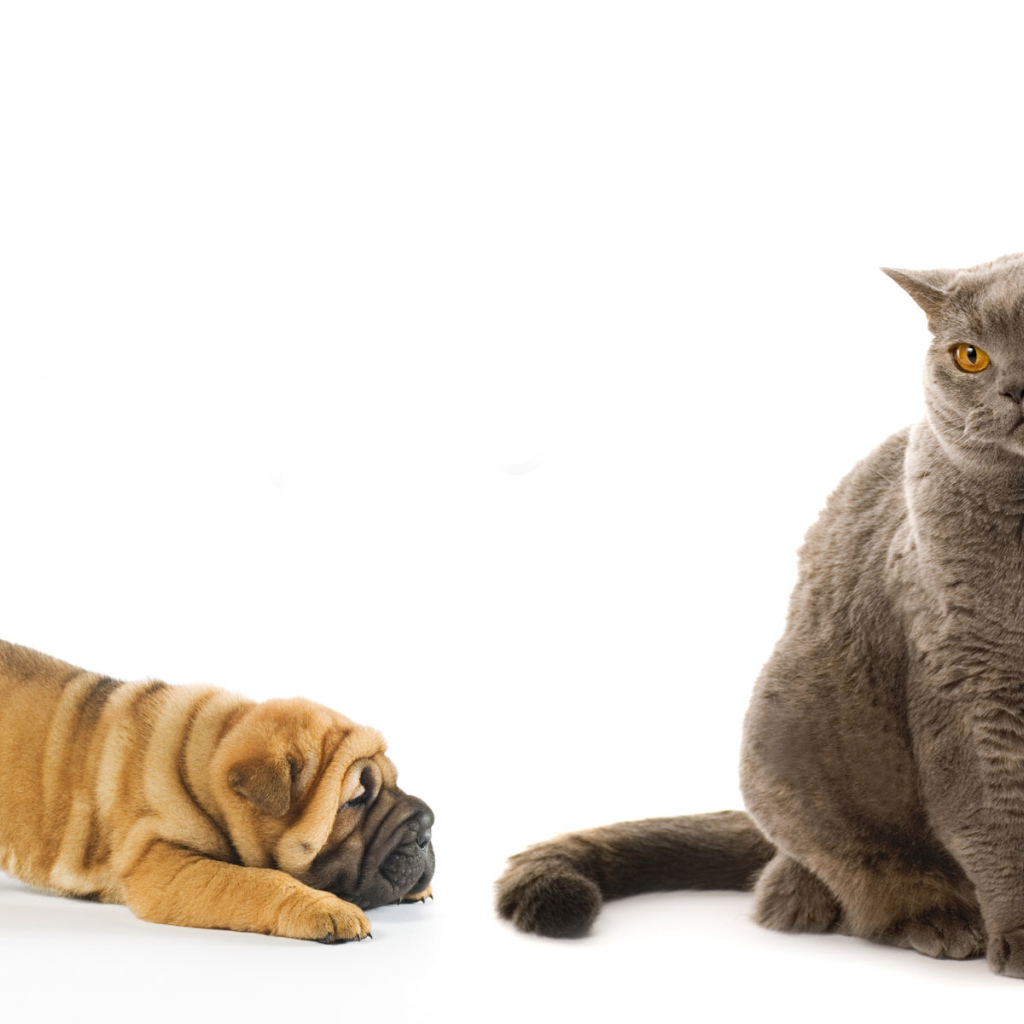 Щенок и серый кот