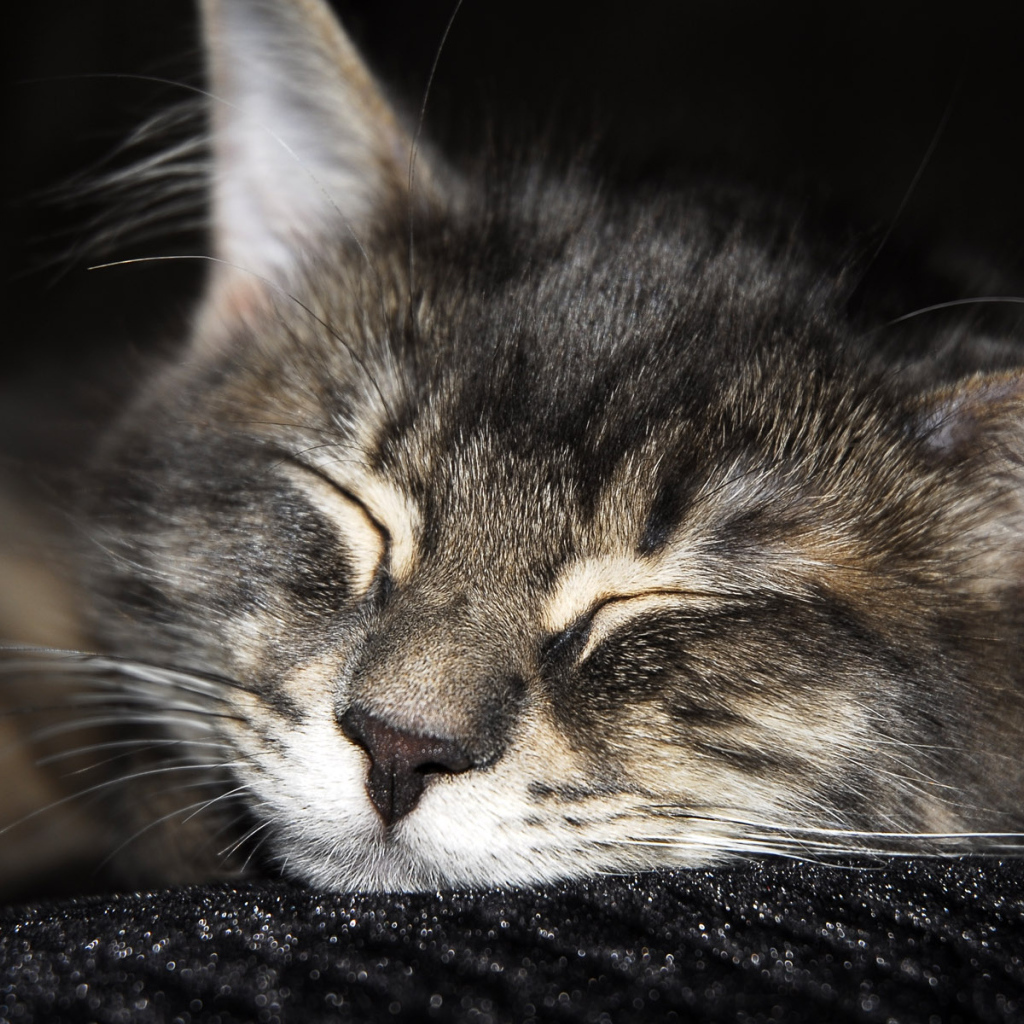 Спящий мохнатый друг