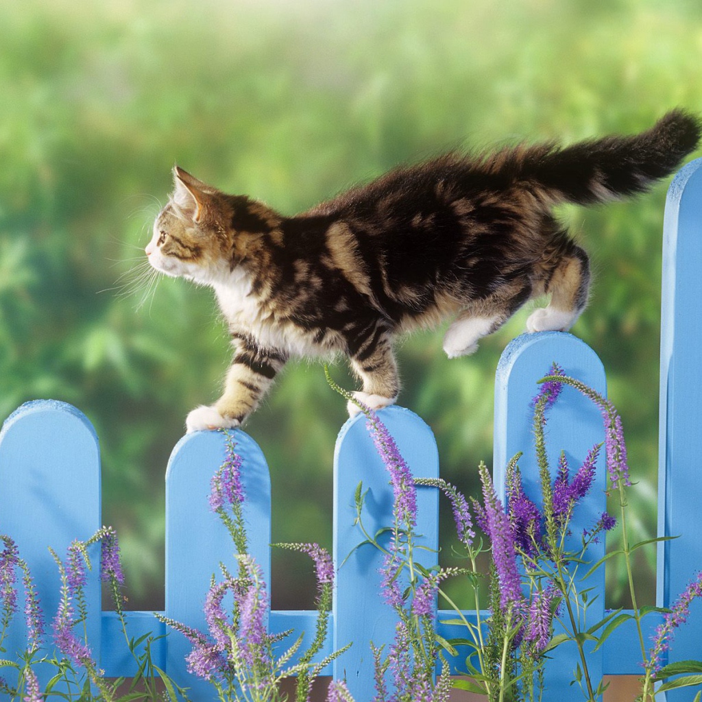 Котик на заборе