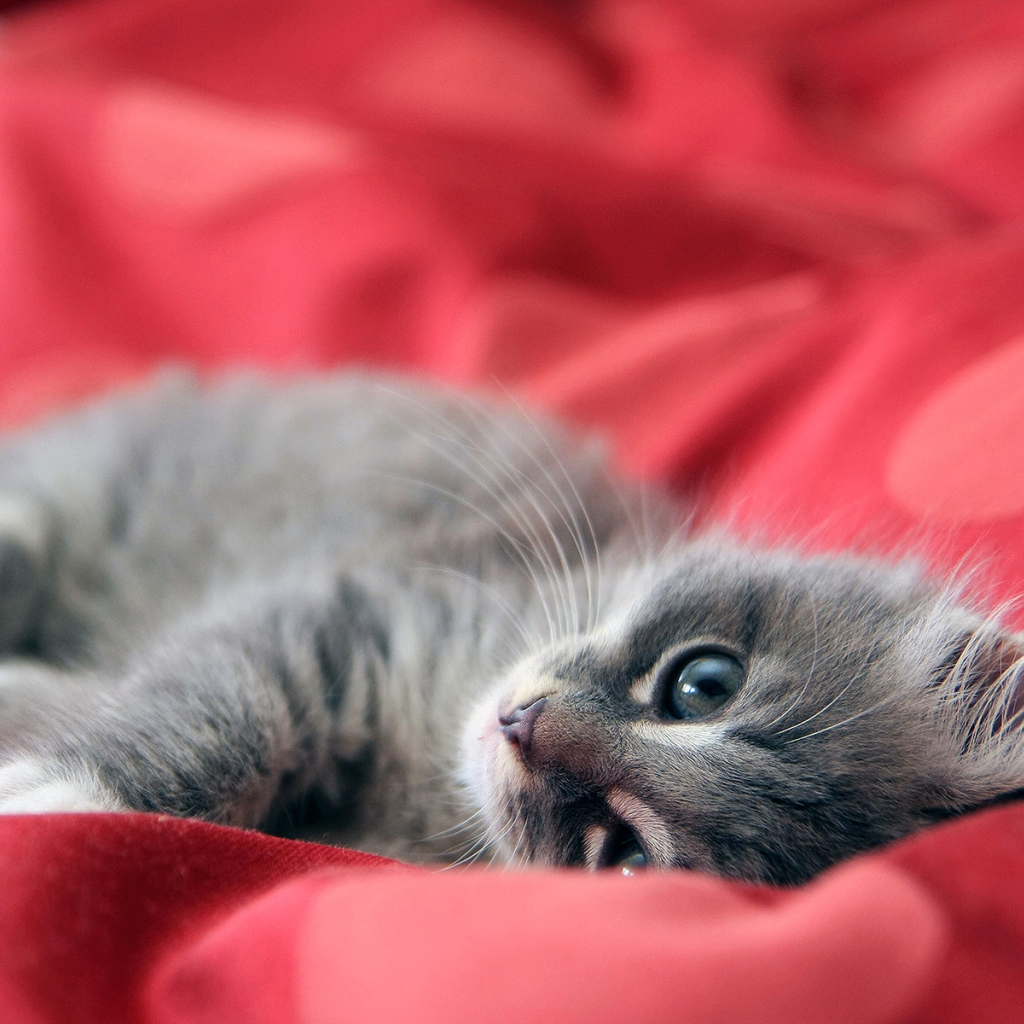 Бархатный котенок