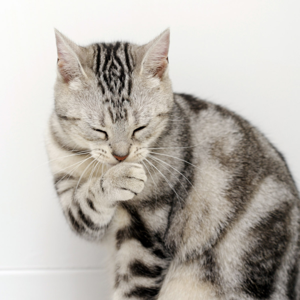 Кот сметанный рот