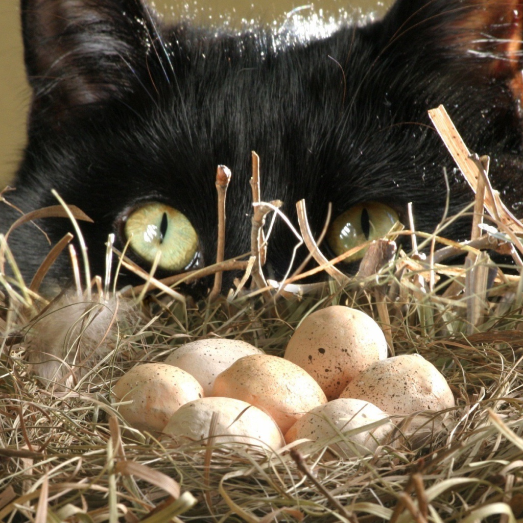 кот птицеед