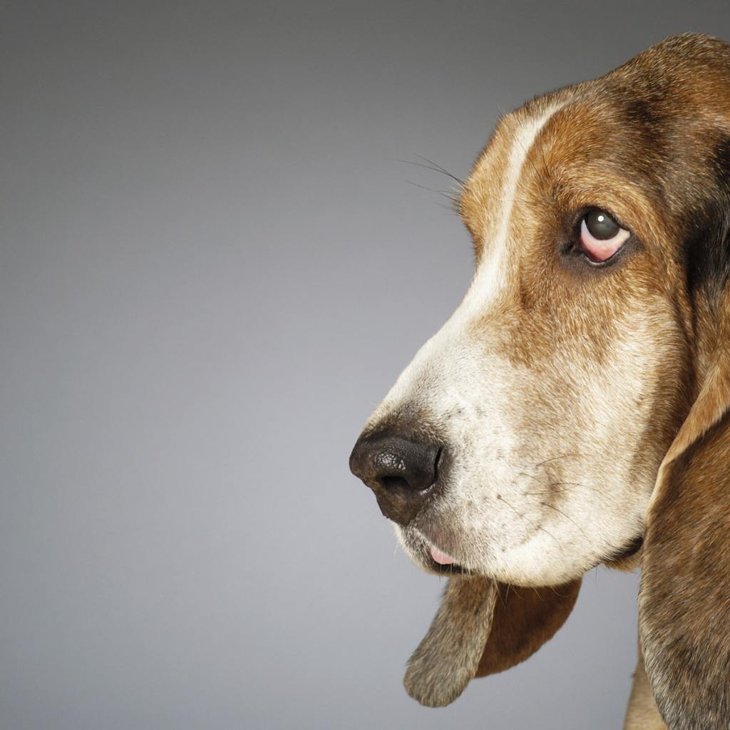 Собака с большими ушами