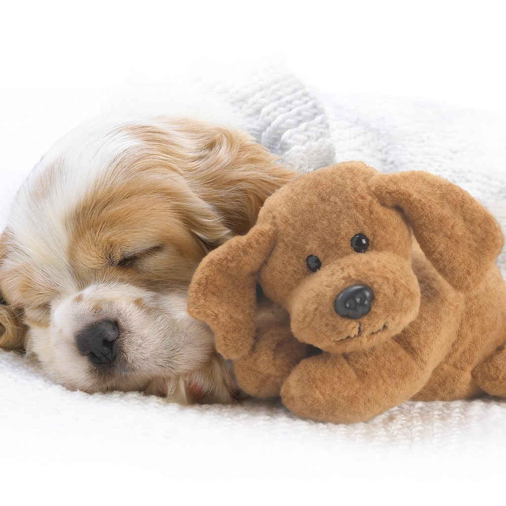 Красивый пес