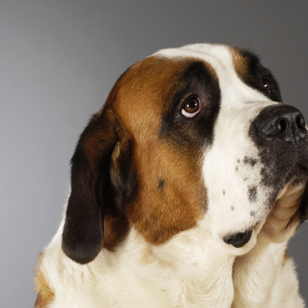 Красивая собака