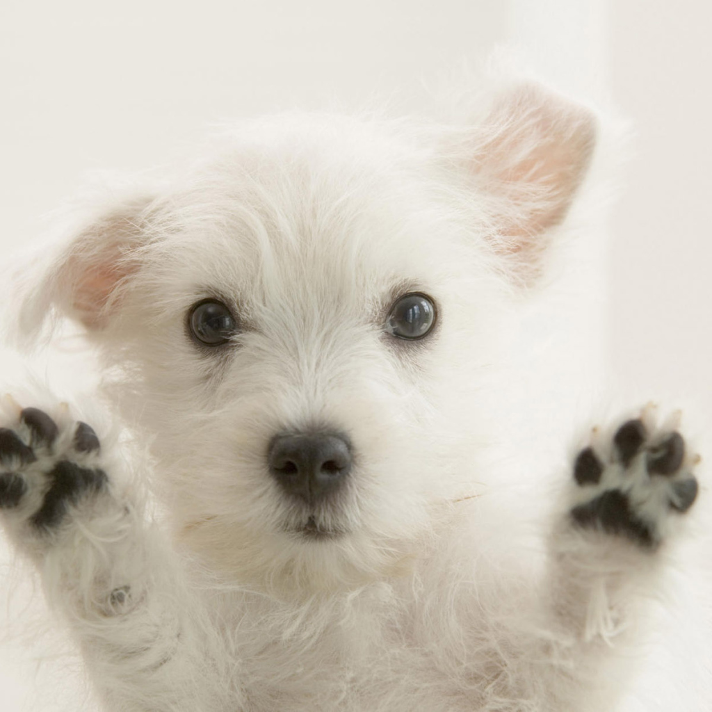 Любопытный пес