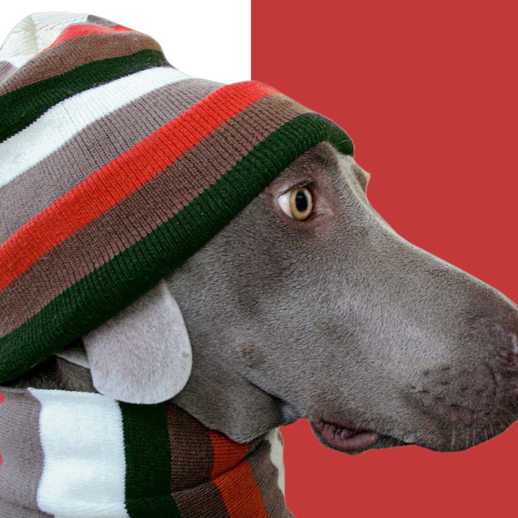 Пес стиляга