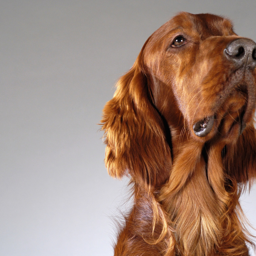 Четвероногий друг