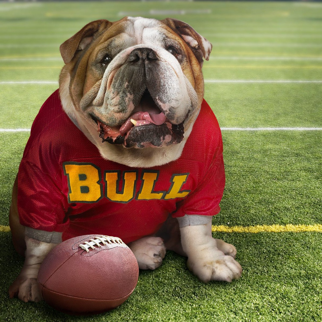 Смешной пес