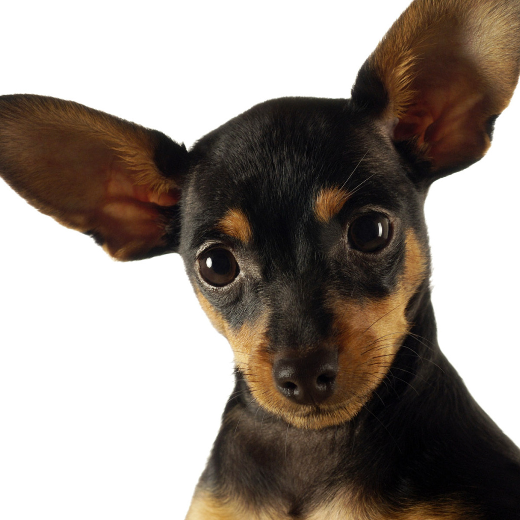 Смешная собачка