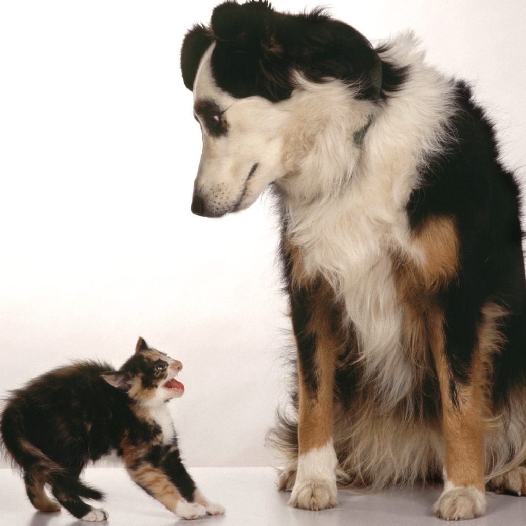 Превед блохастый