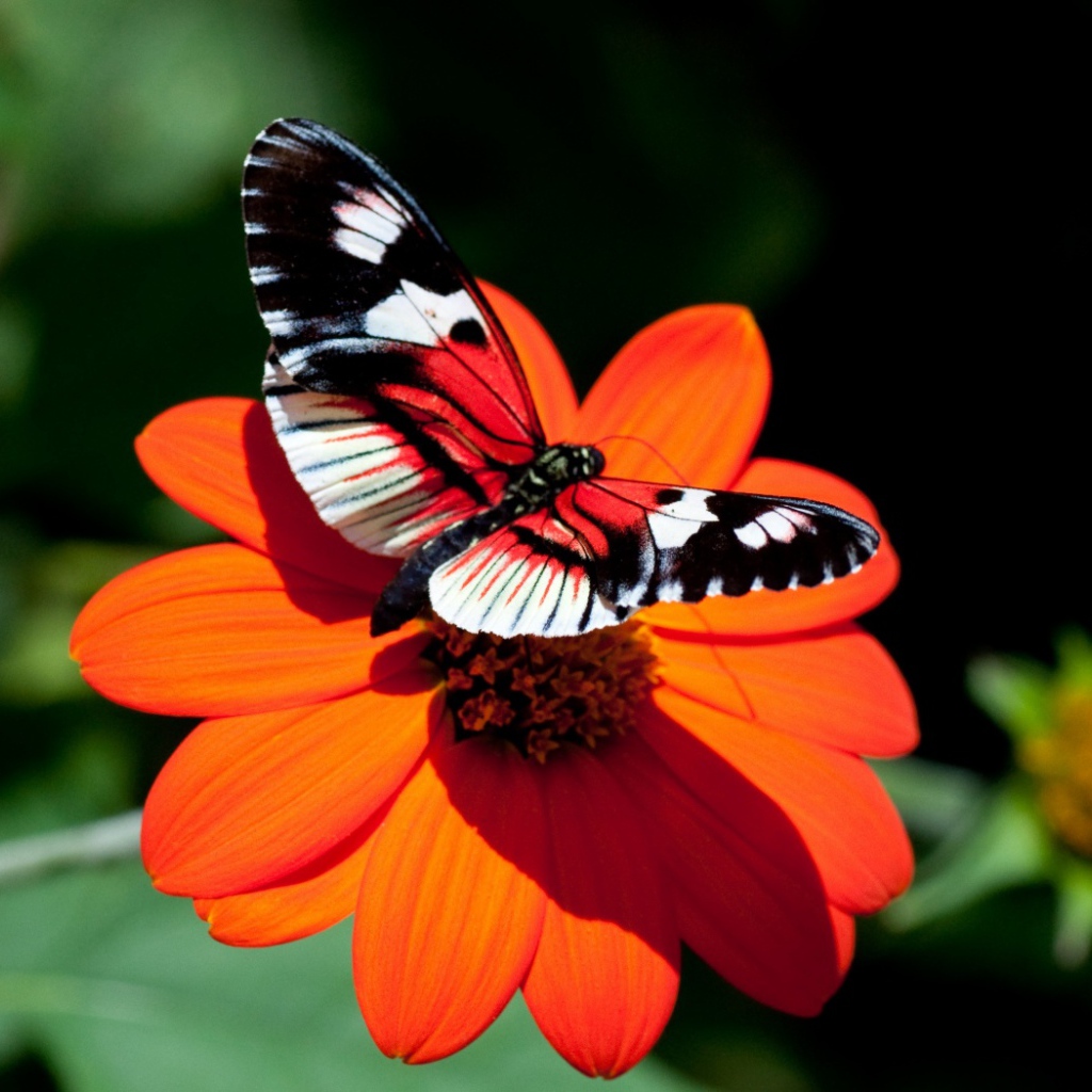 Красивая яркая бабочка