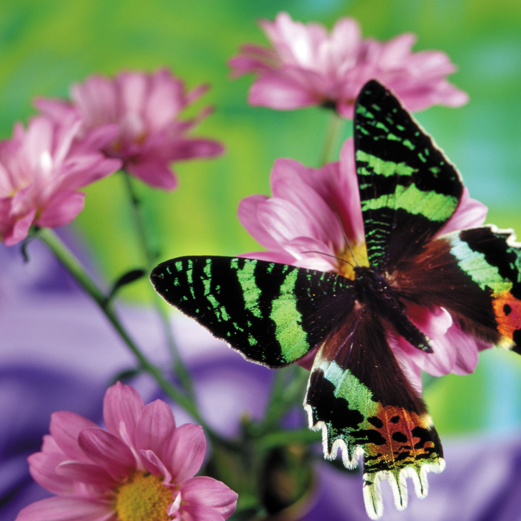 Прекрасная бабочка