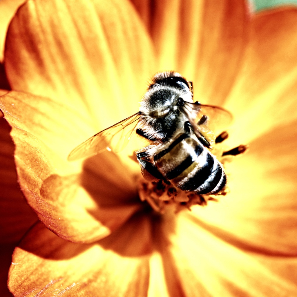 Пчела и цветок