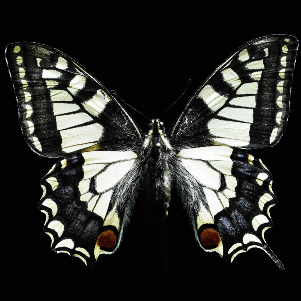 Черно-белая бабочка