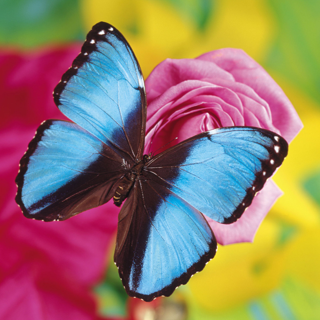 Синяя бабочка