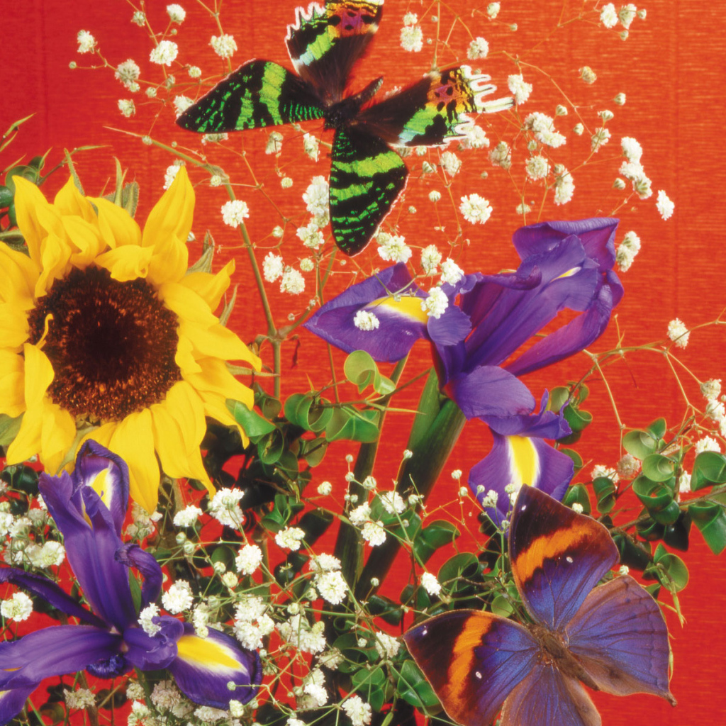 Бабочка и букет