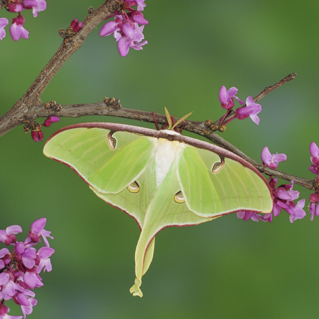 Бабочка хамелеон