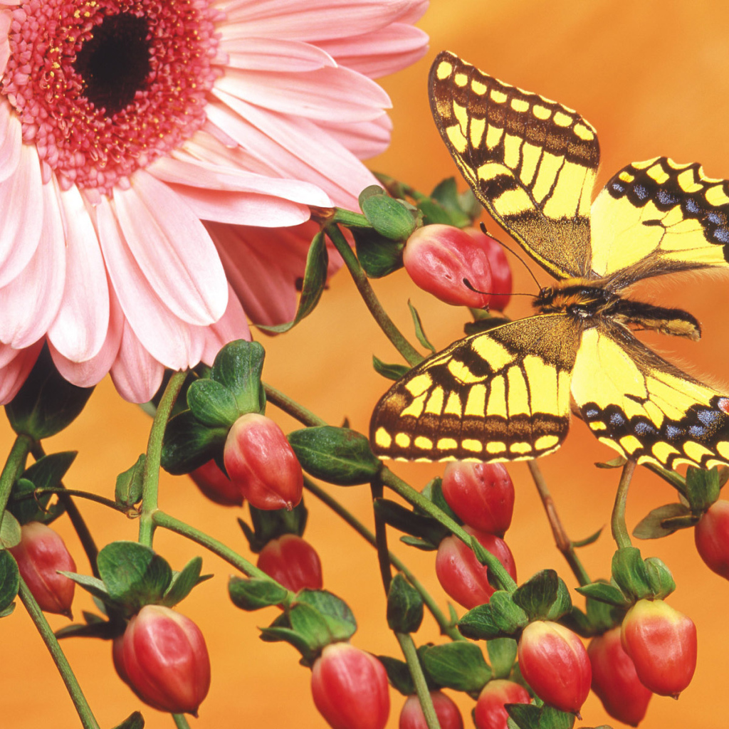 Бабочка на цветочных бутонах