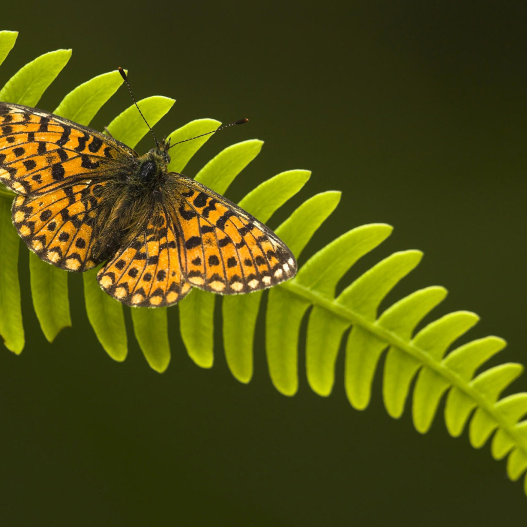 Бабочка на листке