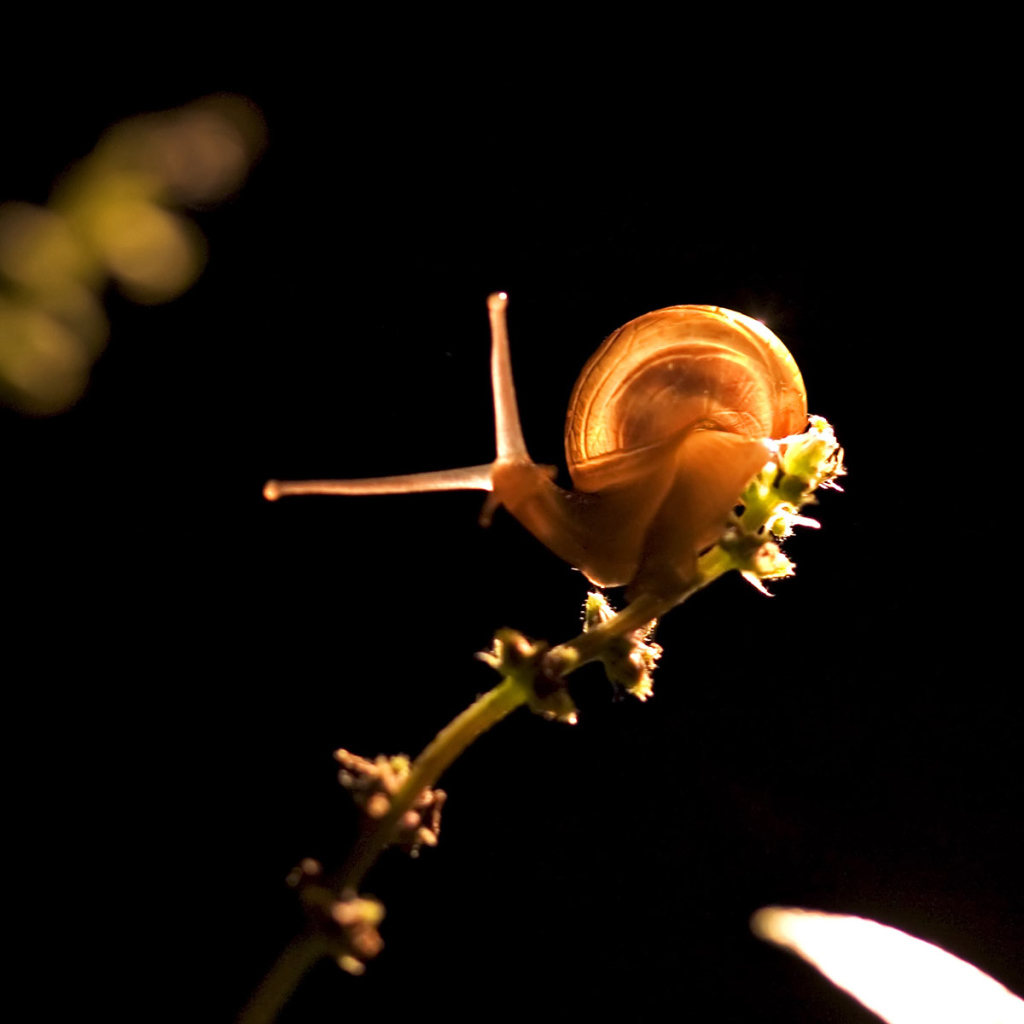 Прикольная улитка