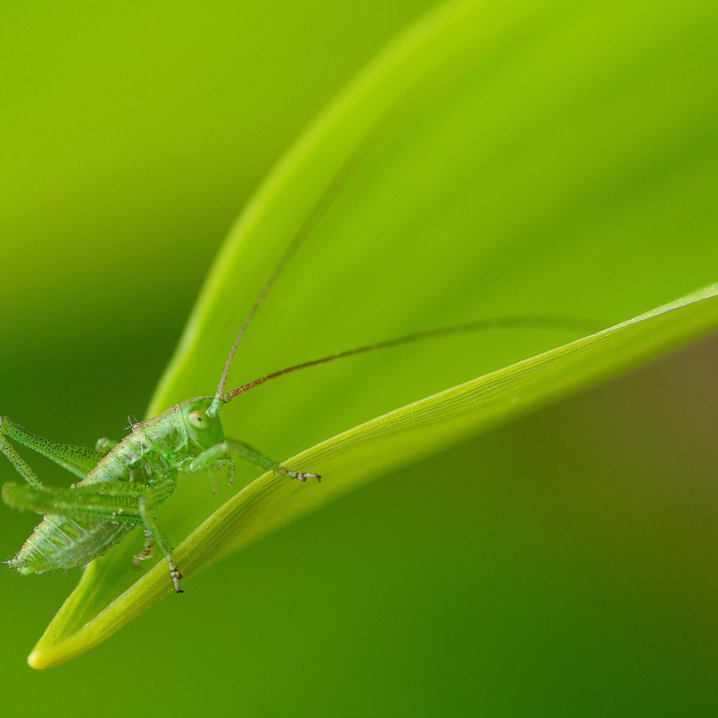 Зеленый кузнечик