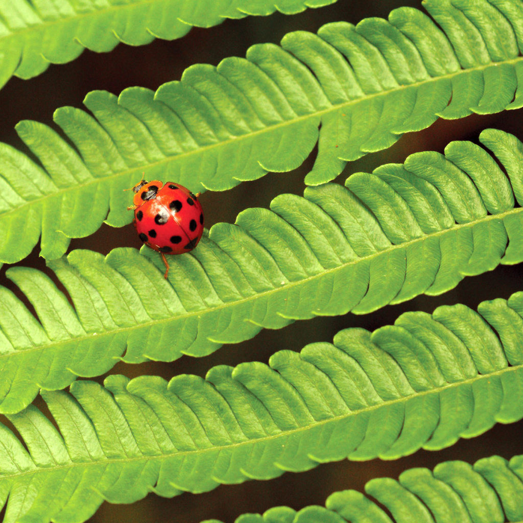 Божья коровка