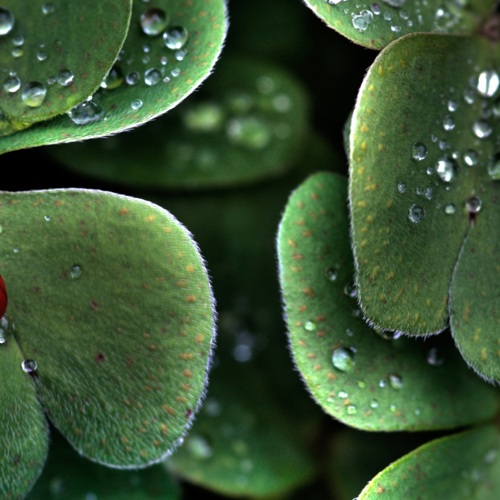 Божья коровка