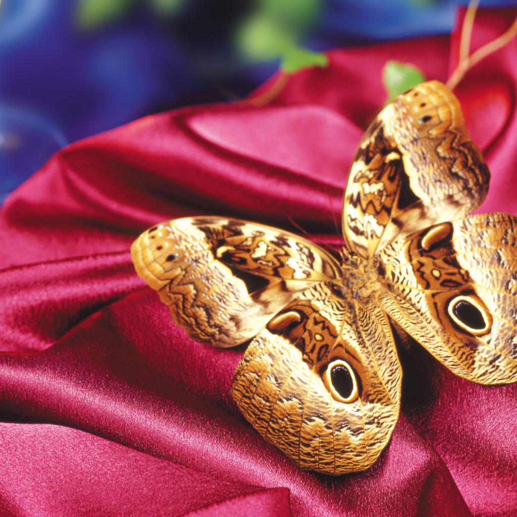 Леопардовая бабочка